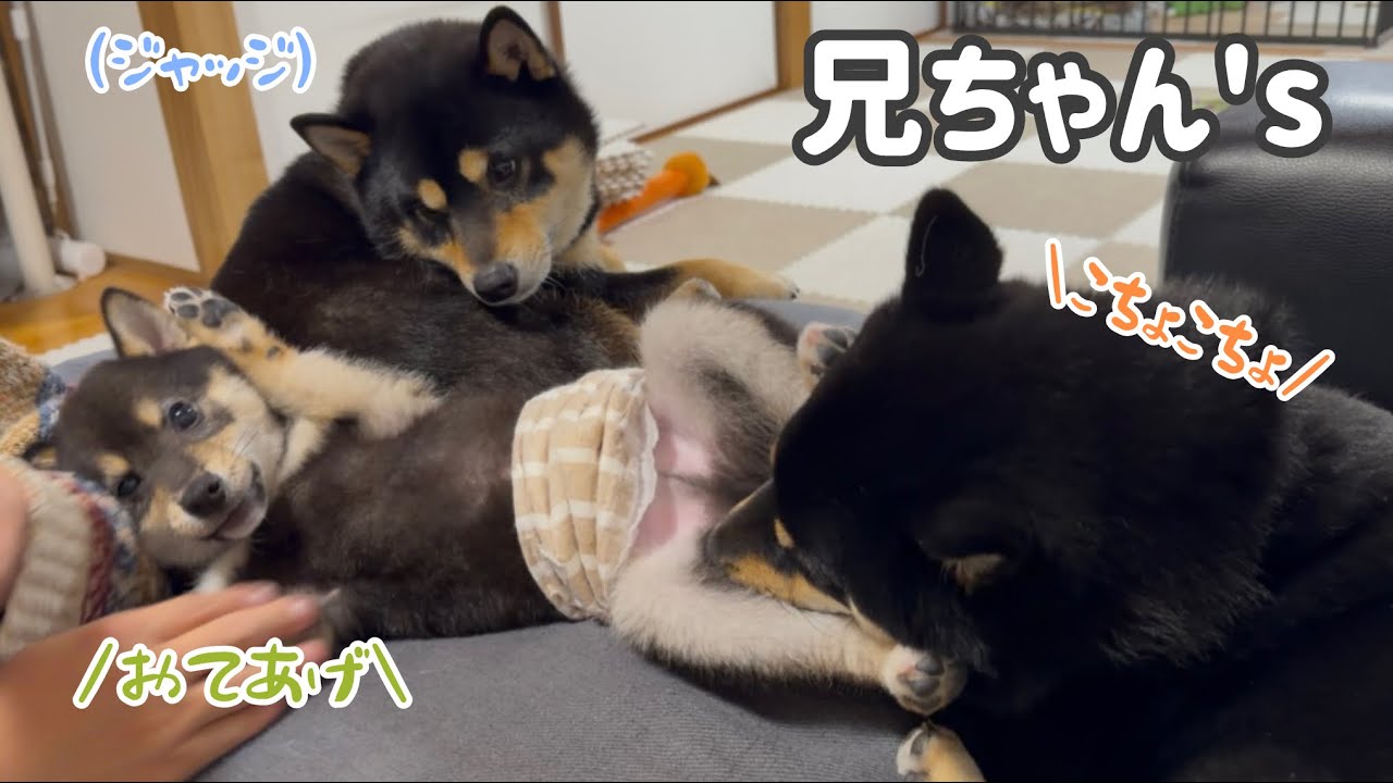 パピーにいろいろ教える兄ちゃん達な、まろとぽん太。