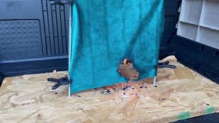 Untreated Green 100% Polyester Fabric: Testing the Fire-Retardant Properties