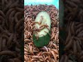 You Won't Believe What Worms Do to This Cucumber!