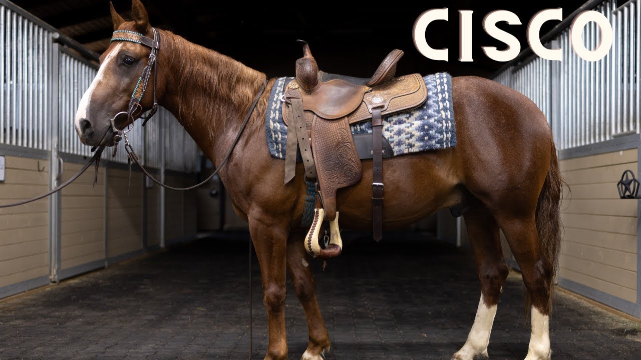 Cisco: Your Ideal Riding Companion | Calm, Friendly, and Kid-Safe ...