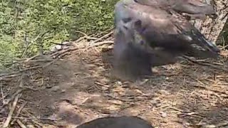 Decorah Eagles  6-14-15  We Have A Fledge - D21 Fledges