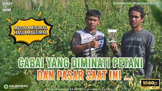Perawatan Sederhana Cabai Rawit Lestari Tahan Virus Gemini