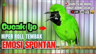🔴CUCAK IJO SUPER GACOR  ~ PANCINGAN CUCAK IJO GACOR FULL ISIAN  DONGKRAK EMOSI LAWAN CEPAT JAMTROK