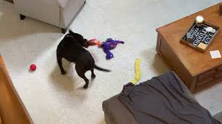 Meet Ziggy A Terrier, Pit Bull Currently Available For Adoption 622021 121915 Pm