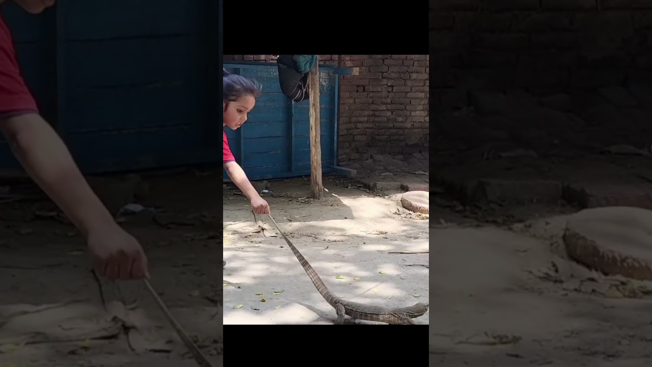 5 year girl rescue a monitor lizard 😱😱