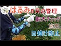 【肥大】はるみ8月の管理【日焼け】