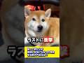 帰って来た父が英語しか話さなかった場合唸る柴犬の反応は？#shibadog #shibadog #柴犬 #sibainu #犬のいる生活 #shorts