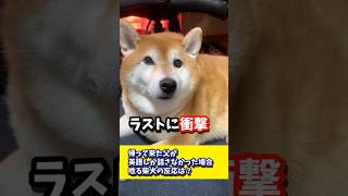 帰って来た父が英語しか話さなかった場合唸る柴犬の反応は？#shibadog #shibadog #柴犬 #sibainu  #犬のいる生活 #shorts