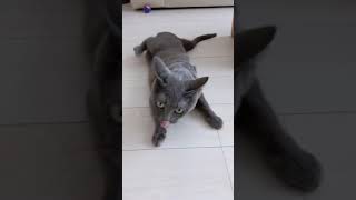 時間差でマタタビに酔ってしまう猫w #shorts