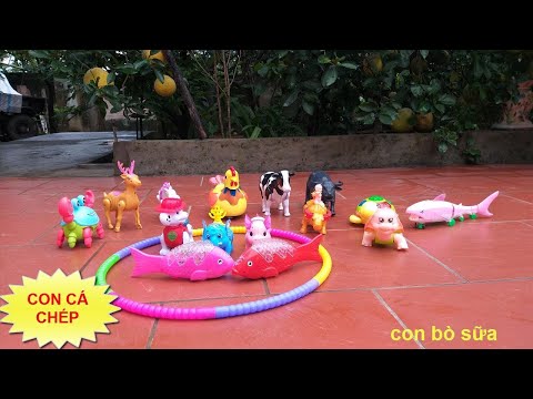 Video con bò, con ngựa, con huơu, con trâu, con lợn, con... - youtube