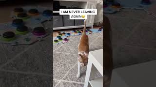 Download Lagu Russell \u0026 His Original Pet Sitter!!! | May 2021 | CatManJohn MP3 Download Lagu Russell \u0026 His Original Pet Sitter!!! | May 2021 | CatManJohn MP3