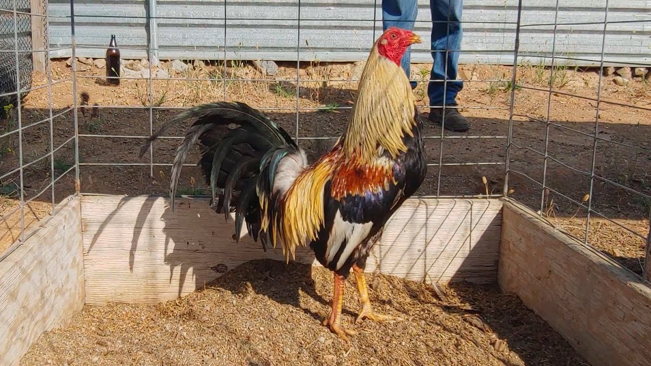 Un Giro Puckett / Sweater, The best Roosters Puckett / Sweater, Giros