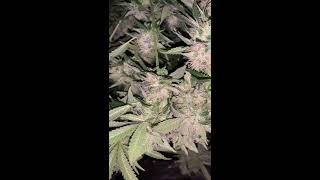 Wedding Cake #2 Harvest
