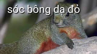 Tiếng sóc dạ đỏ