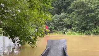 Ratargul Swamp Forest Sylhet May 2025