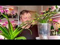 замурованные КОРНИ ОРХИДЕИ ДАЮТ цветоносы у орхидеи по сантиметру в СУТКИ