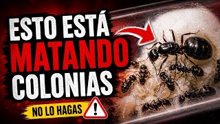 👉 “El error que está matando colonias de hormigas (y nadie te lo explica bien)”