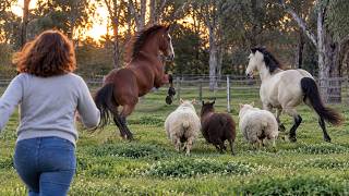 The Horses Did NOT Like Our New Sheep