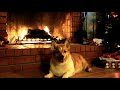 Corgi Christmas Holiday Yule Log  with Crackling Fire with background music