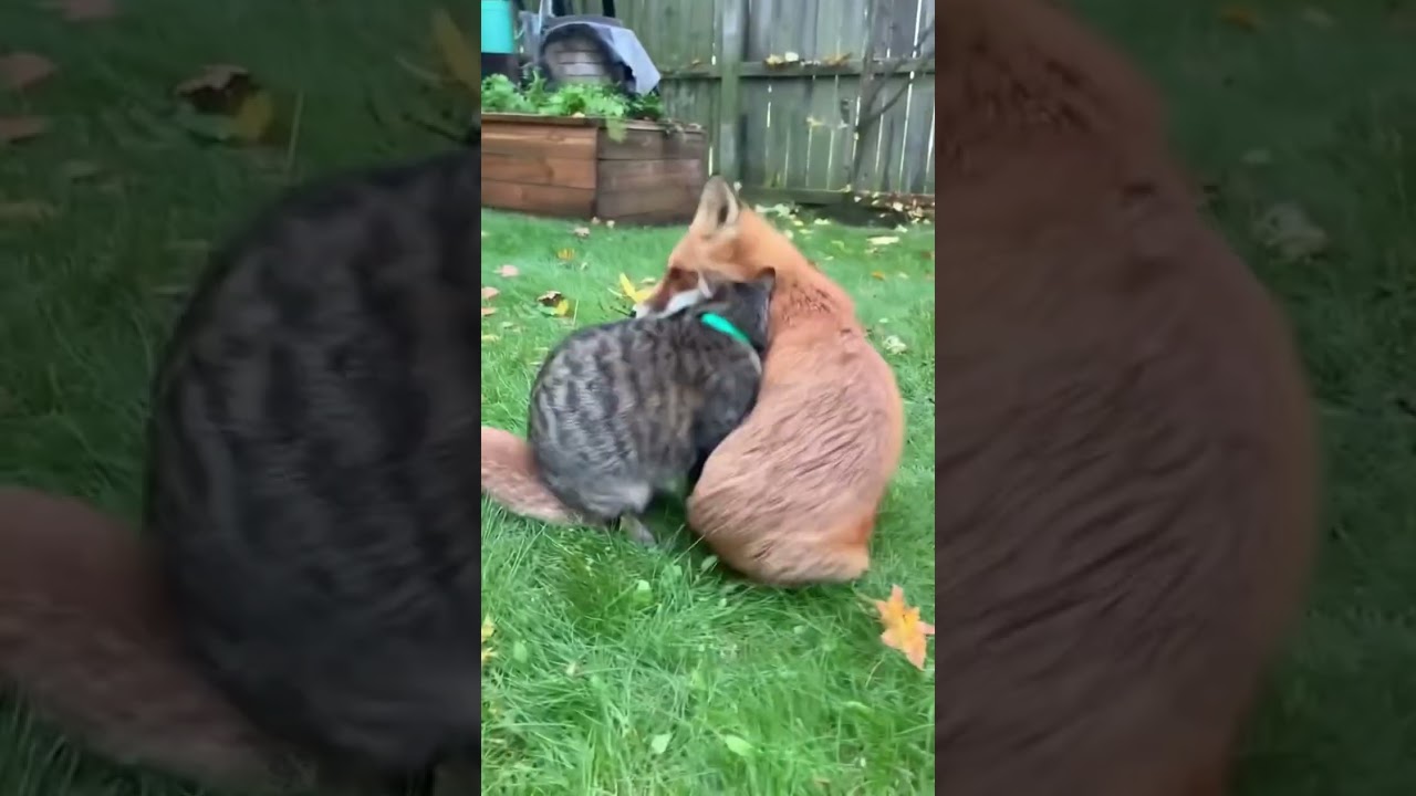 The friendship between the fox and cat 