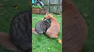 The Friendship Between The Fox And Cat 