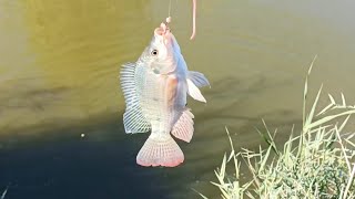 Fishing new video 🐟🐟🐟