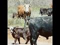 Mooo say the cows open range Arizona #video #lifeisbutadream #automobile