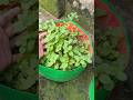 #ytshorts #trending #nature #shorts #shortsfeed #naturelovers #yt