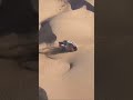 Yazed rally love 👑⚜️#rally #صلوا_على_النبي #wrc #video #shorts #viral #instagram #toyota #trending