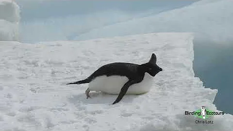 Silly and Playful Adele Penguin - Antarctic Birding Tour and Expedition!