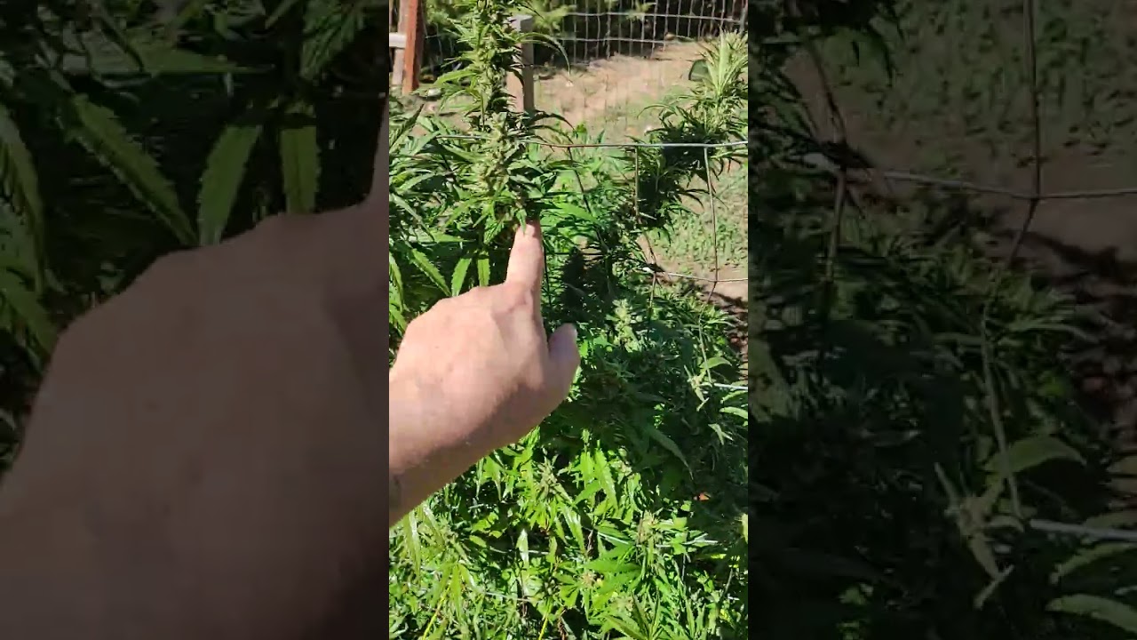 2025 October Colorado outdoor garden marijuana update