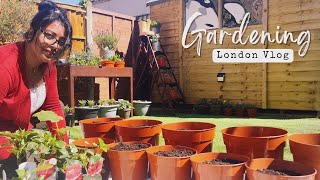 আমার লন্ডনের বাগানে দেশী সব্জি লাগালাম | My London Garden Tour | UK Vlog In Bengali