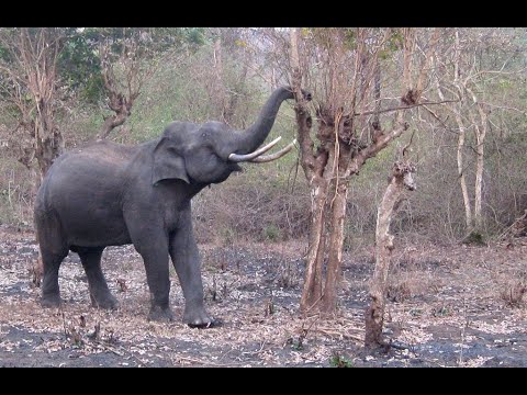 Rajiv Gandhi National Park- video