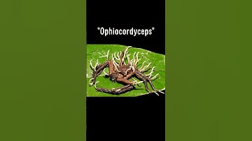 The REAL Zombie Dinosaur Fungus! 😨