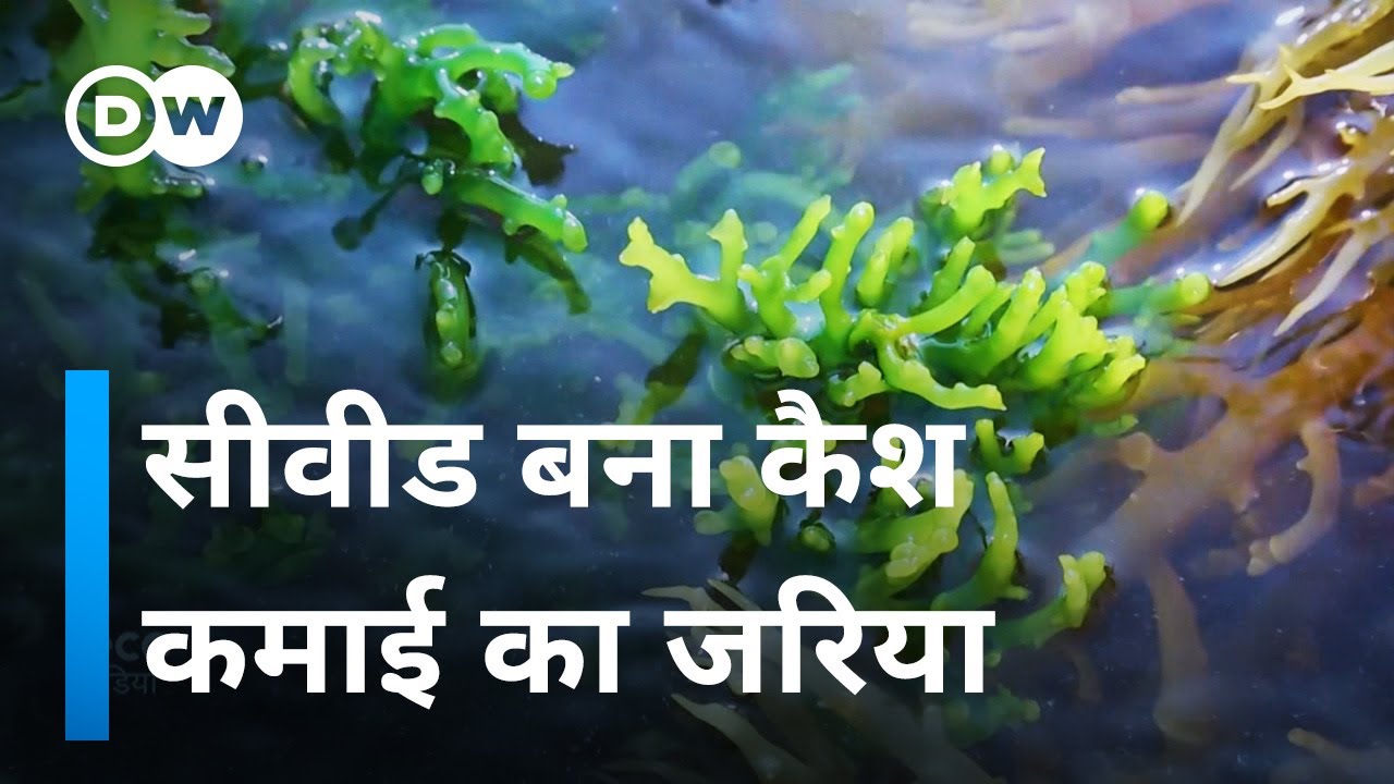 समुद्री शैवाल: सुपरफूड की खेती से सुपर कमाई  [Seaweed: Renewable superfood and cash crop]