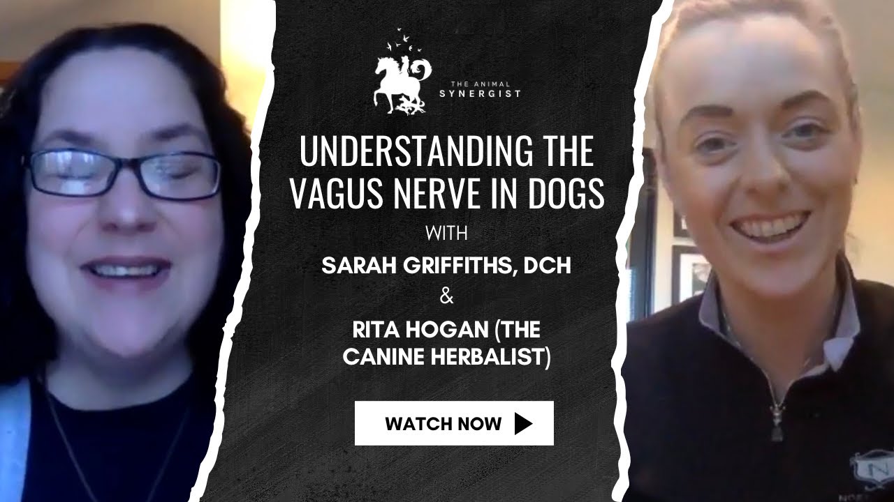 The Animal Synergist with Rita Hogan Canine Herbalist - The Vagus Nerve