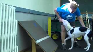 Homestar's Flyball Lesson 1