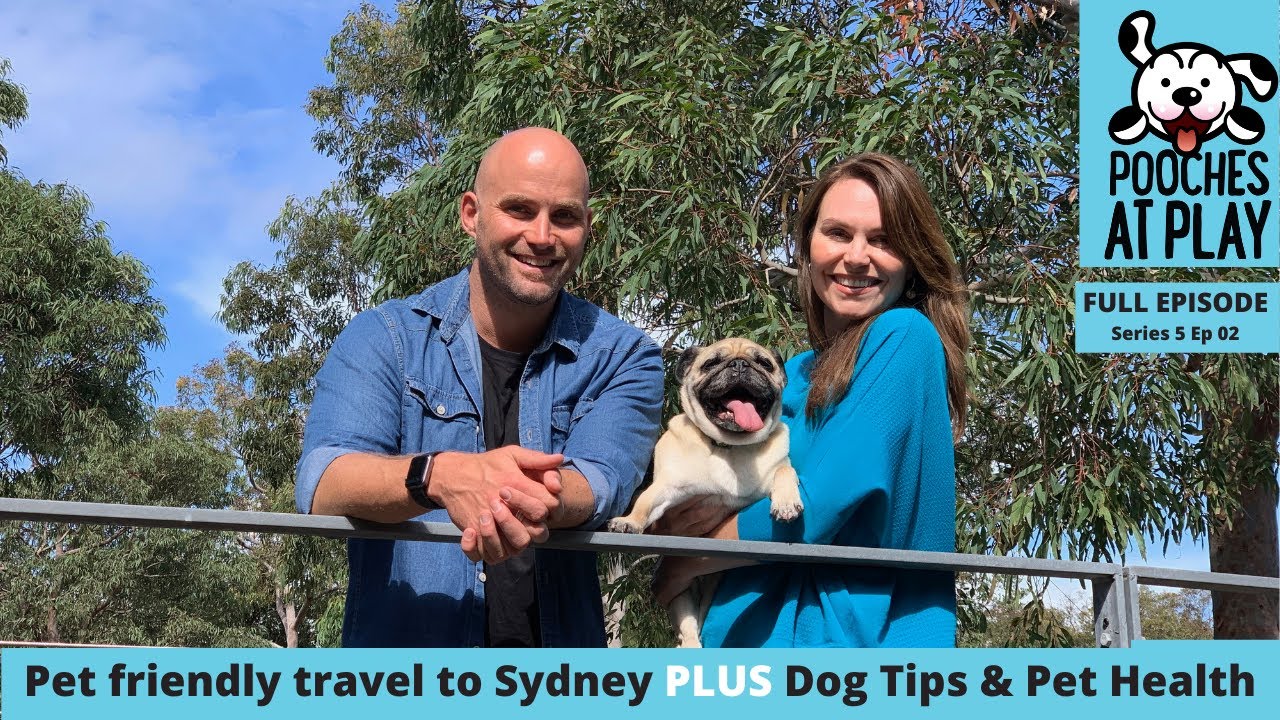 pet friendly shopping near me