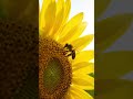Bee on a sunflower
