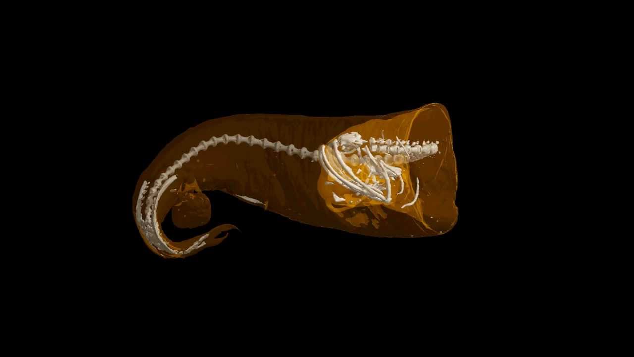 ホテイエソ　Photonectes albipennis