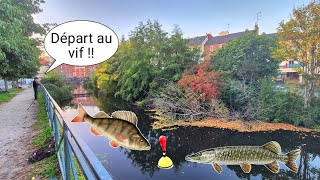 Je PÊCHE au VIF ce spot CACHÉ, c'est blindé de poissons !!