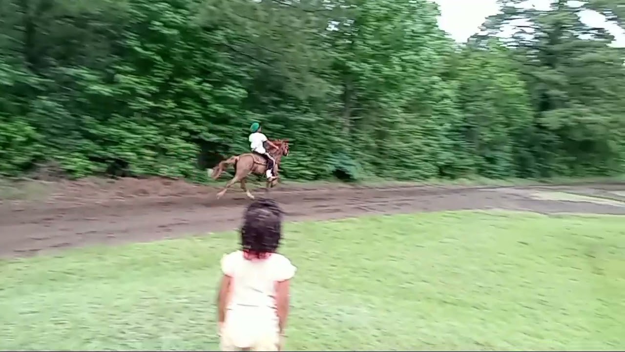Very fast singlefooting gaited horse