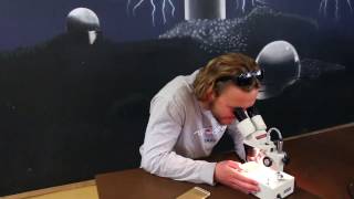 Celebrity DIY Phone Microscope Wealth