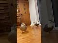 等間隔で動き回るコールダック。Our call ducks moving around at equal distances.