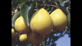 Pear Wine