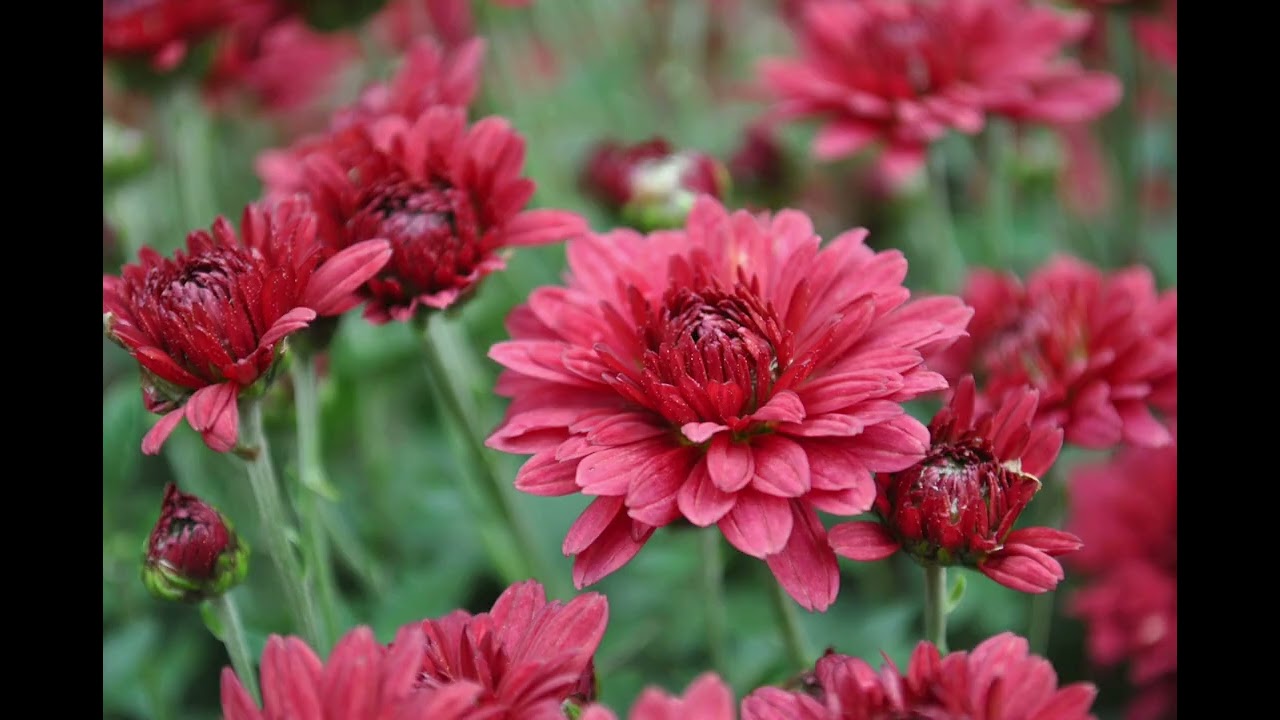 Relaxing Meditation music (Happy Place)