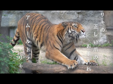 ６、謎の大型ネコ科動物の爪 世界最大のネコ科の動物「正しい爪のお手入れ」旭山動物園【Amur tiger