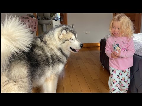 Husky Chases Adorable Little Girl! He Won't Leave Her Side! (So Cute!!)