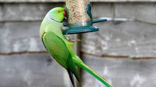 Wild Parakeets Feeding (Slow Motion with Music) - UK Birds