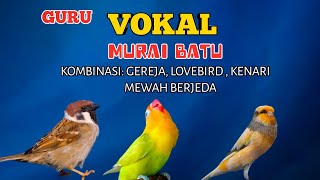 2 jam masteran vokal murai batu kombinasi epic gereja,lovebird dan kenari